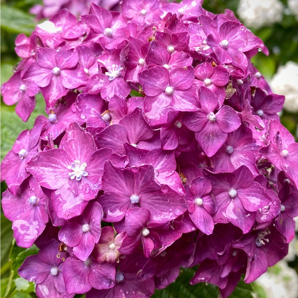 Meet your Posher, Cristina